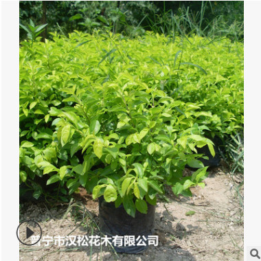 低價(jià)供應(yīng)園林批發(fā)各種綠化苗木黃金葉寵物園藝盆景瘋狂促銷爆款