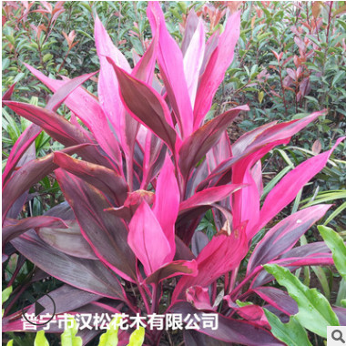 低價(jià)供應(yīng)園林批發(fā)各種綠化苗木亮葉朱蕉寵物園藝盆景瘋狂促銷爆款