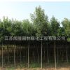 大葉女貞樹苗工程綠化苗木行道點綴庭院種植量大從優大葉女貞直銷
