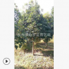 優(yōu)質(zhì)桂花 園林 樹木 花灌木 地被 球類 色塊類 草花類 喬木 園林