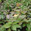 地中海莢蒾 精品 優(yōu)質(zhì)苗 成活率高 園林 綠化 工程 行道樹 蕭山