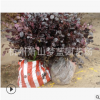 紅花繼木 品種 規(guī)格 齊全 成活率 高 精品苗 蕭山 園林 綠化 工程
