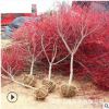 批發(fā)紅楓樹苗規(guī)格齊全工程苗庭院綠化美觀紅楓三季紅紅舞姬日本