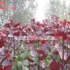 江蘇常年供應規格紅葉楊