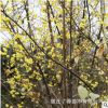 批發(fā)臘梅小苗 梅花苗 大量供應(yīng)臘梅種子 大規(guī)格臘梅樹苗 臘梅花苗