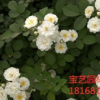 江蘇常年供應(yīng)薔薇 品種齊全