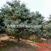 江蘇常年供應(yīng)五針?biāo)?/></a>
<div><a href=
