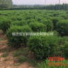 江蘇常年供應(yīng)蜀檜