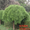 江蘇常年供應(yīng)規(guī)格龍爪槐 龍爪槐價(jià)格