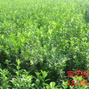 大葉黃楊球栽培技術(shù) 江蘇大葉黃楊球價(jià)格 大葉黃楊球介紹
