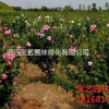 江蘇常年供應規格木槿樹 木槿樹價格