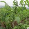 核桃樹苗 批發(fā)盆栽果樹苗嫁接8518紙皮核桃苗南北種植當(dāng)年結(jié)果