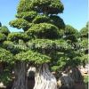精品造型榕樹 榕樹樁頭 南安根小葉榕 綠化行道樹 漳州產(chǎn)地直銷