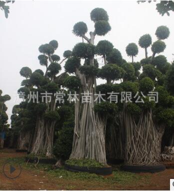 大型造型榕樹 榕樹樁頭 精品小葉榕 工程盆景小葉榕 漳州產地直銷