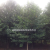 樂昌含笑苗圃基地 成都樂昌價格 含笑批發價