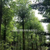 西南香樟種植基地批發 熟貨香樟價格