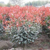 供應紅葉石楠球，湖南紅葉石楠球價格行情