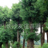 供應(yīng)香樟，移栽香樟，香樟價格，各種工程香樟苗木