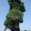 供應(yīng)大香樟，精品香樟，湖南大香樟