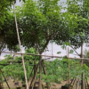 觀花行道樹洋紅風鈴木苗粉花楓鈴中山基地直銷