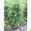 園林基地直銷 三角梅 勒杜鵑 紫花