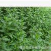 耐寒、耐熱、適應性強，嫩莖葉清香可口的菊花腦種子
