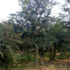 基地批發(fā)優(yōu)質(zhì)樸樹苗 樸樹小苗 工程綠化苗 規(guī)格齊全 量大優(yōu)惠