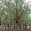 青皮垂柳樹苗基地直發(fā)垂柳小苗批發(fā)成活率高行道樹綠化苗木成活高