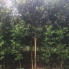 苗圃直銷大葉女貞小苗大葉女貞苗規(guī)格品種齊全量大優(yōu)惠成活率高