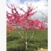 中國紅櫻花 緋寒櫻 寒緋櫻 福建山櫻花