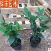 山茶茶苗 茶花苗 茶花小苗 茶花苗批發小苗 景觀灌木花卉苗木基地