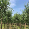 苗圃批發(fā)金絲垂柳苗黃金柳樹小苗園林綠化植物成活率高量大優(yōu)惠