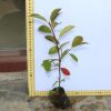苗圃批發紅葉石楠小苗 紅葉石楠樹苗 綠化工程 花壇綠化石楠苗