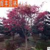 紅楓 景觀樹苗 廣東綠化苗木 工程綠化苗木