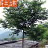 綠化苗木 園林綠化苗木 道路綠化苗木 廣東綠化苗木 中國紅櫻花