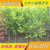 優質品種最甜的桃 嫁接映霜紅批發 蟠桃桃樹苗占地苗