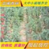 批發 雪松 雪松苗 四季常青松樹苗 園林綠化苗木