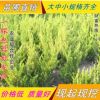 工程綠化苗 龍柏  四季常青 自產自銷