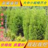儈柏繁殖基地 儈柏批發 蜀儈 塔柏苗
