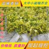 綠化苗金森女貞小苗量大優惠金葉女貞女貞苗