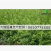 低價批發 連翹叢生 黃老虎小苗 東北連翹 綠化基地直銷 規格全