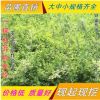 批發工程綠化苗 迎春苗 迎春花小苗 迎春花盆景 園林綠化
