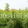 黃連木種苗供應/黃連木種苗圖片