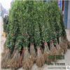苗圃直銷正宗嫁接桂花樹 品種規格全 優質1-12cm綠化盆栽