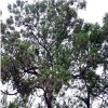 大量供應苦楝樹綠化工程 行道樹 規格齊全基地發貨量大價優