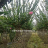 成都溫江紫薇花瓶編織花瓶價(jià)格低便宜