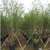 苗圃直銷批發(fā)叢生紫薇樹 綠化工程苗 百日紅規(guī)格齊全