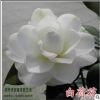 苗圃直銷批發(fā)茶花，白荷花、桃心等綠化工程苗木規(guī)格齊全