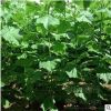 苗圃直銷量大優(yōu)惠 泡桐樹苗 泡桐樹 紫花泡桐苗 工程綠化行道樹