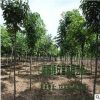 苗圃直銷批發(fā)七葉樹 綠化工程 規(guī)格全 紅花七葉樹 行道風(fēng)景樹